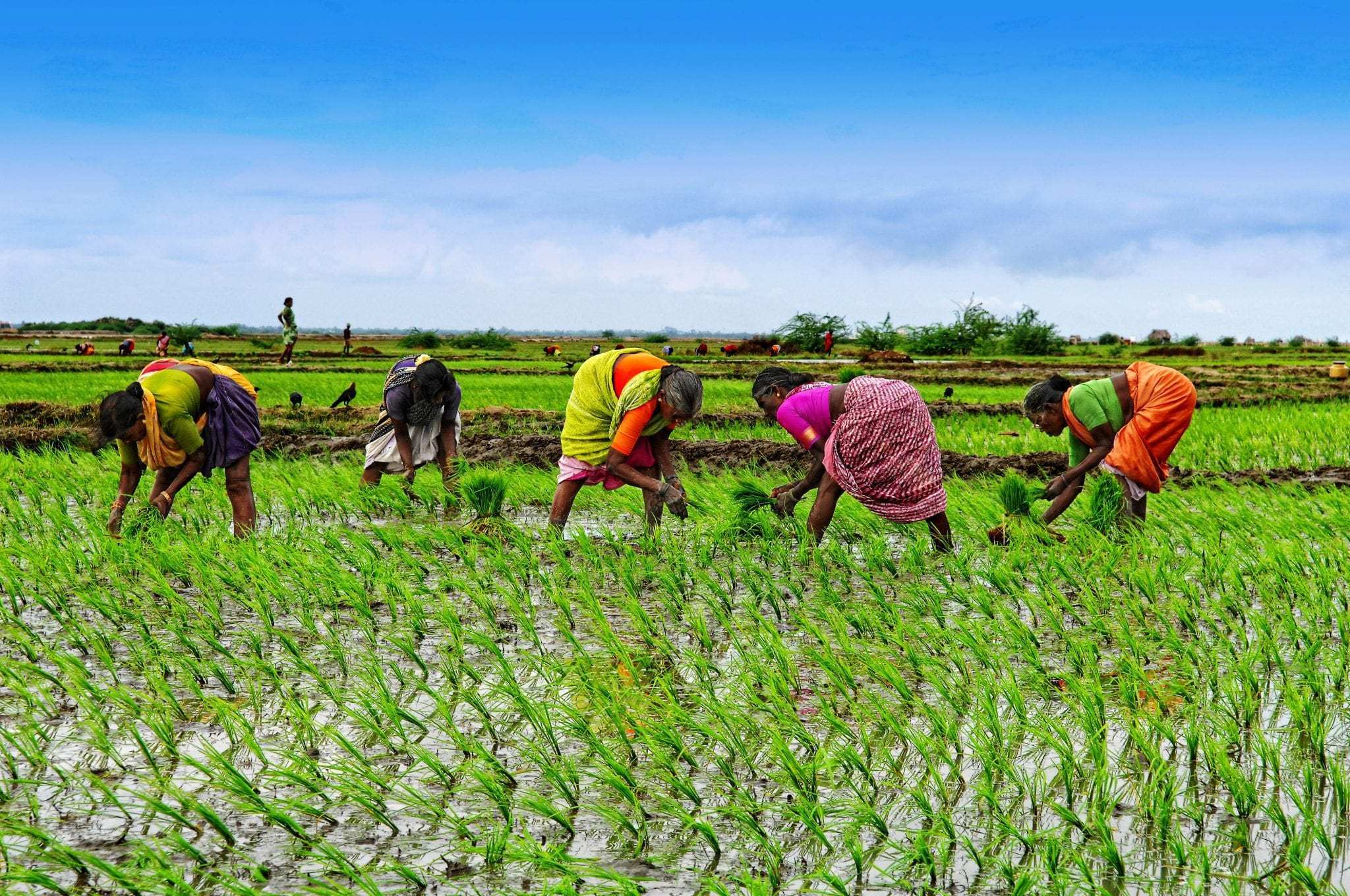 Feminisation of agriculture