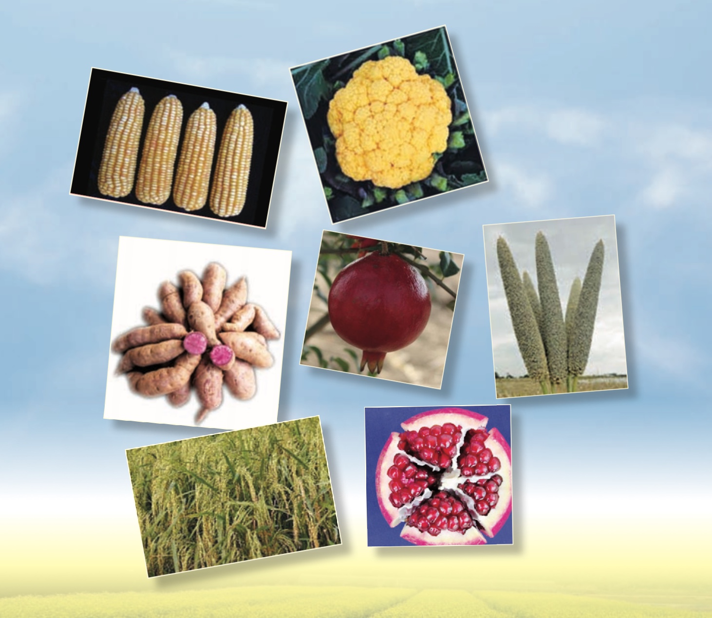 Crops released as Biofortification in India
