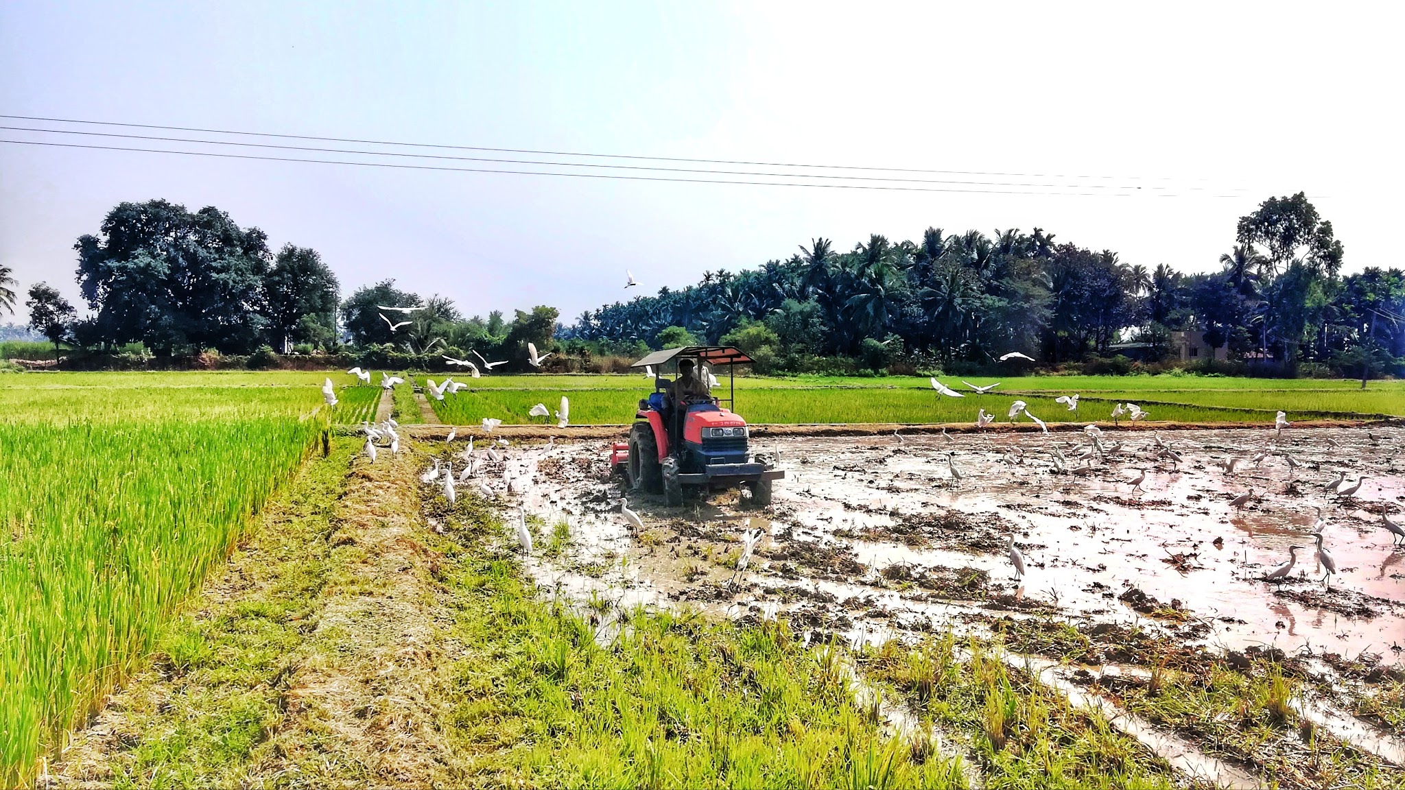 Integrated Farming
