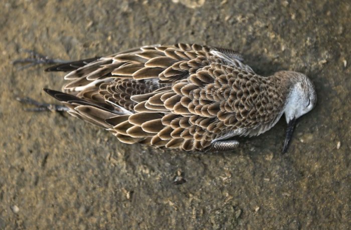 “Avian botulism” - that leads Mass death of birds in Sambhar lake