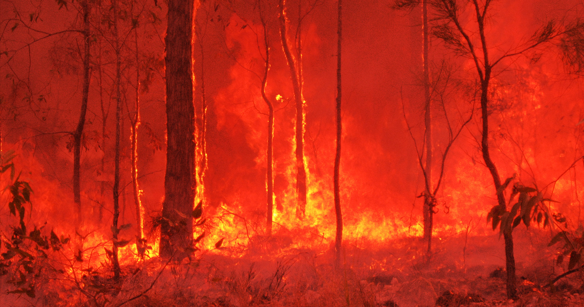 Australian crisis: Fire cycle of Pyrocumlonimbus and influence of IOD