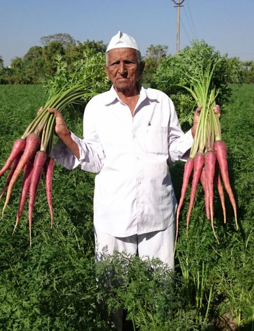 Biofortified carrot variety developed by farmer scientist benefits local farmers